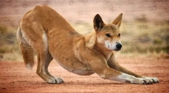 Kde sa dingo pes objavil v austrálii?